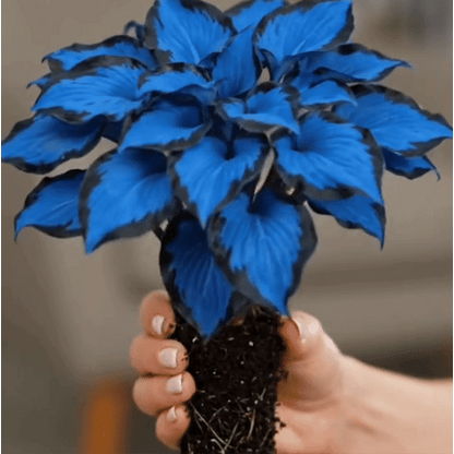 🎉Último Día de Rebajas del 40%🎉Celebra el 250 Aniversario de América 🌱Semillas de Hosta Premium amantes de la sombra-HS