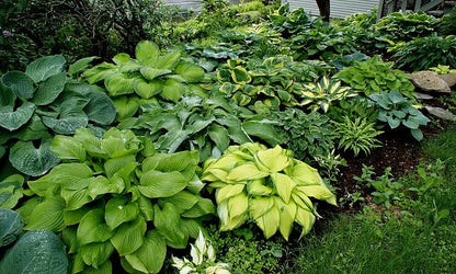 🎉Último Día de Rebajas del 40%🎉Celebra el 250 Aniversario de América 🌱Semillas de Hosta Premium amantes de la sombra-HS