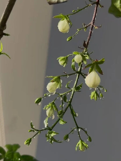🌱 Trailing Jasmine Seeds High Germination Rate Nodding Clerodendron Easy to Grow Long Lasting Aroma for Home Garden Fragrant Blooms Rare Cascading Jasmine Perfect for Balconies & Indoor Pots-ZO
