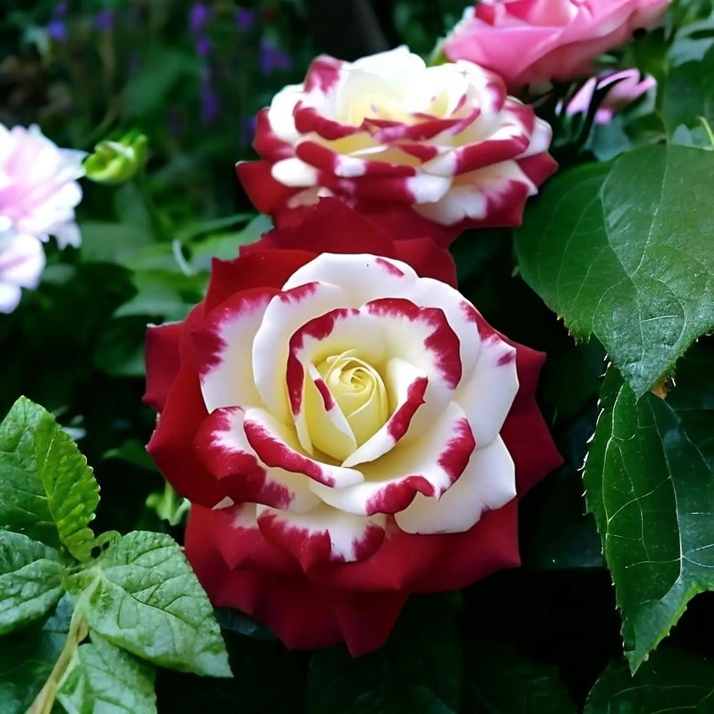 🌹 200/1000Pcs Rare Red White Twin Rose Seeds, Non-GMO heirloom, beautiful garden blooms, easy to grow and perfect for gardening gifts.-HS
