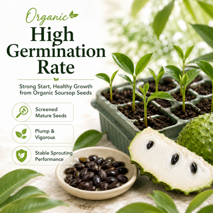 Organic Soursop (Graviola) Seeds – Non-GMO Heirloom Tropical Fruit Seeds-HS