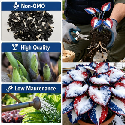 🎉Último Día de Rebajas del 40%🎉Celebra el 250 Aniversario de América 🌱Semillas de Hosta Premium amantes de la sombra-HS