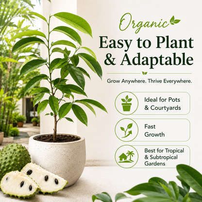 Organic Soursop (Graviola) Seeds – Non-GMO Heirloom Tropical Fruit Seeds-HS