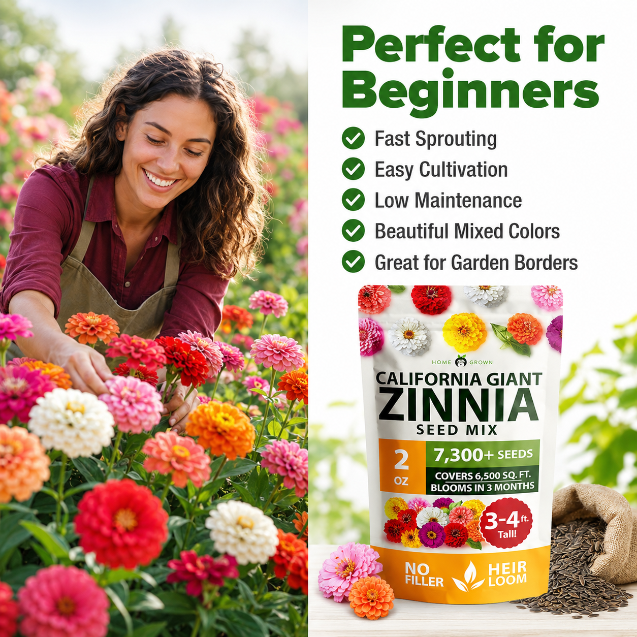 🌈🌻California Giant Zinnia Mix 🌸-🎨 Stunning Blend of 6 Vibrant Colors-HS