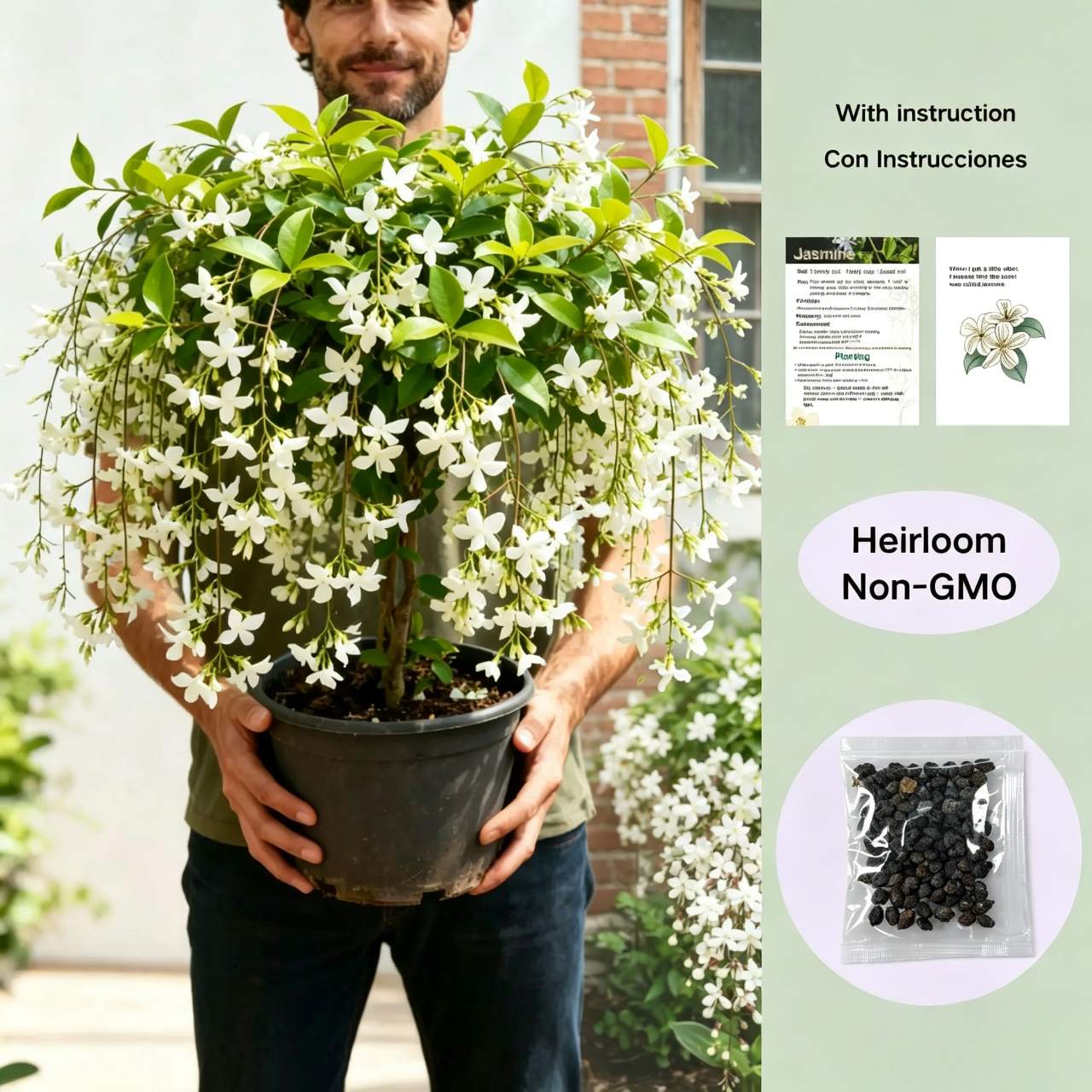 🌱 Trailing Jasmine Seeds High Germination Rate Nodding Clerodendron Easy to Grow Long Lasting Aroma for Home Garden Fragrant Blooms Rare Cascading Jasmine Perfect for Balconies & Indoor Pots-ZO