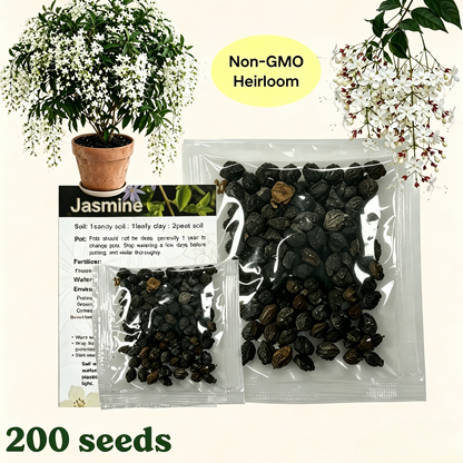 🌱 Trailing Jasmine Seeds High Germination Rate Nodding Clerodendron Easy to Grow Long Lasting Aroma for Home Garden Fragrant Blooms Rare Cascading Jasmine Perfect for Balconies & Indoor Pots-ZO