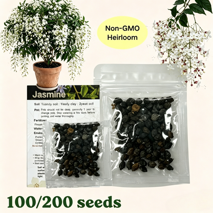 🌱 Trailing Jasmine Seeds High Germination Rate Nodding Clerodendron Easy to Grow Long Lasting Aroma for Home Garden Fragrant Blooms Rare Cascading Jasmine Perfect for Balconies & Indoor Pots-ZO