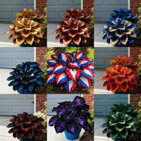 Mixed color