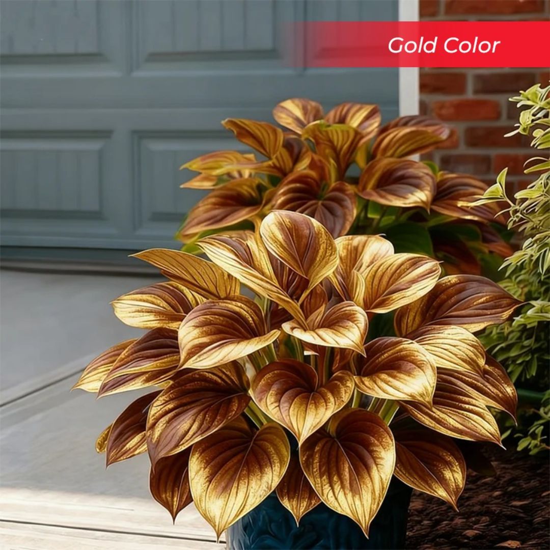 🎉Último Día de Rebajas del 40%🎉Celebra el 250 Aniversario de América 🌱Semillas de Hosta Premium amantes de la sombra-HS