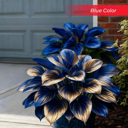 🎉Último Día de Rebajas del 40%🎉Celebra el 250 Aniversario de América 🌱Semillas de Hosta Premium amantes de la sombra-HS