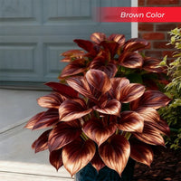 Brown