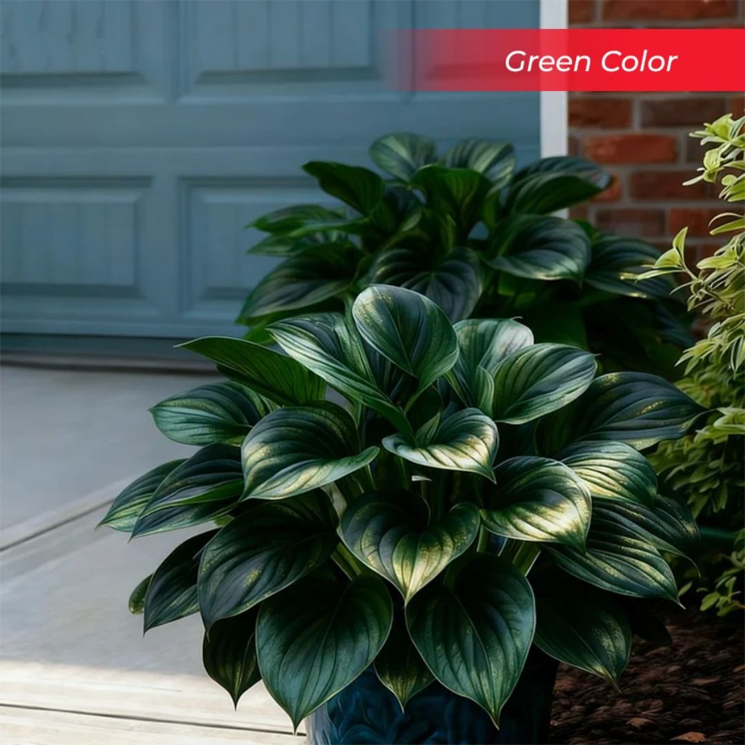 🎉Último Día de Rebajas del 40%🎉Celebra el 250 Aniversario de América 🌱Semillas de Hosta Premium amantes de la sombra-HS