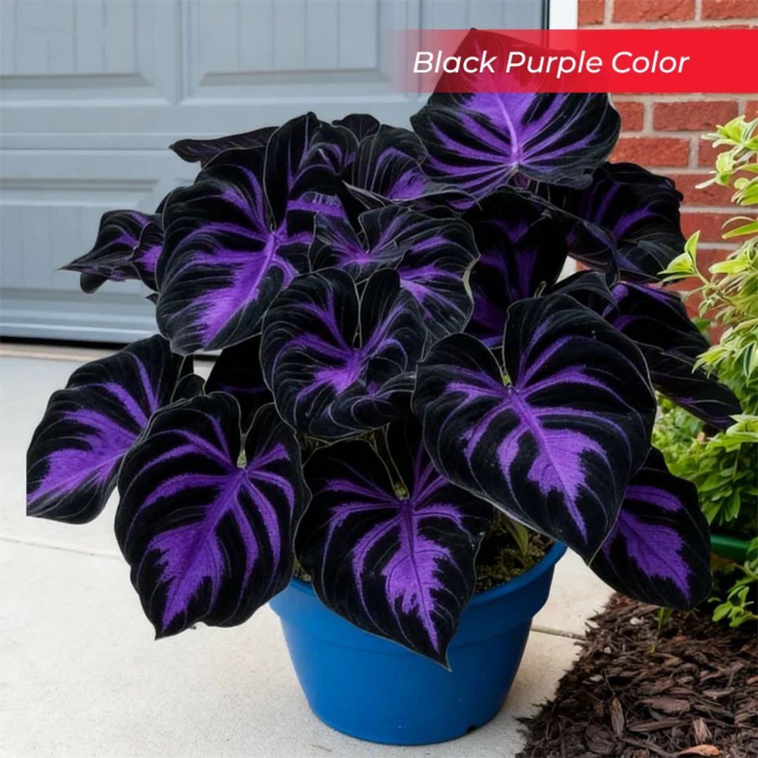 🎉Último Día de Rebajas del 40%🎉Celebra el 250 Aniversario de América 🌱Semillas de Hosta Premium amantes de la sombra-HS