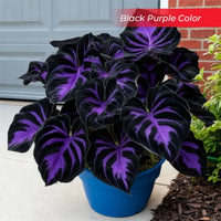 Black Purple