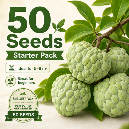 Organic Soursop (Graviola) Seeds – Non-GMO Heirloom Tropical Fruit Seeds-HS