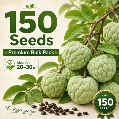 Organic Soursop (Graviola) Seeds – Non-GMO Heirloom Tropical Fruit Seeds-HS