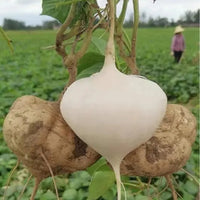 Buy 1(🌱Contains 50 highly viable seeds)