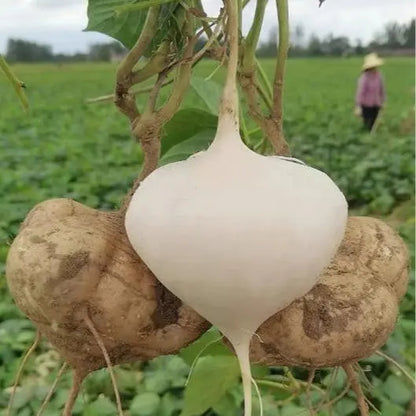 🌱Jicama Seeds for Planting – Crunchy Sweet Root Vegetable, Fast Growing Mexican Yam Bean for Indoor Outdoor Home Garden-ZO