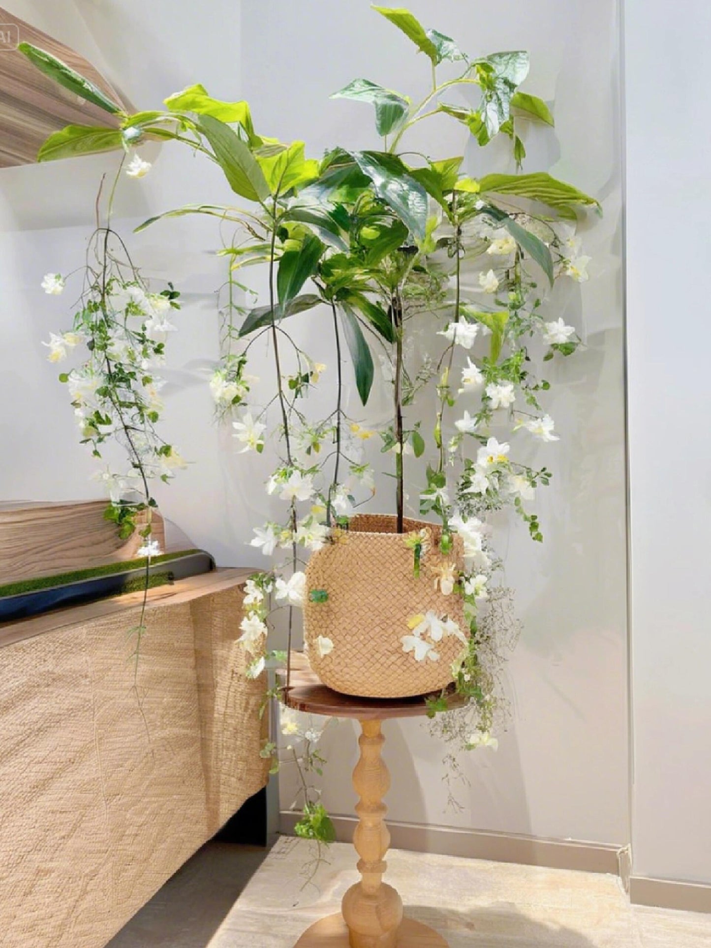 🌱 Trailing Jasmine Seeds High Germination Rate Nodding Clerodendron Easy to Grow Long Lasting Aroma for Home Garden Fragrant Blooms Rare Cascading Jasmine Perfect for Balconies & Indoor Pots-ZO