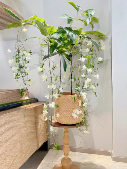 🌱 Trailing Jasmine Seeds High Germination Rate Nodding Clerodendron Easy to Grow Long Lasting Aroma for Home Garden Fragrant Blooms Rare Cascading Jasmine Perfect for Balconies & Indoor Pots-ZO
