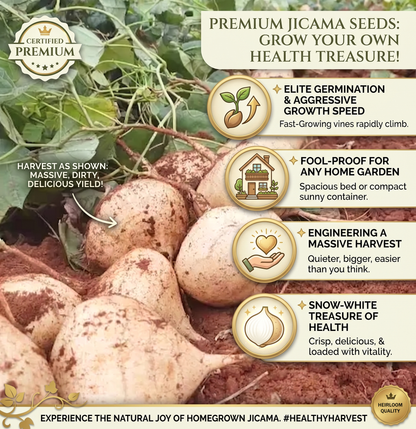 🌱Jicama Seeds for Planting – Crunchy Sweet Root Vegetable, Fast Growing Mexican Yam Bean for Indoor Outdoor Home Garden-ZO